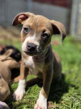 Janice Joplin -  American Bulldog and Boxer Dog for Adoption in Appin, Ontario - Janice Joplin | PetCurious