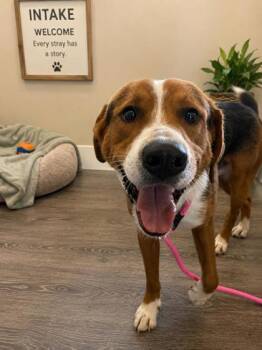Hound and Mixed Breed Dogs Available for Adoption in West Memphis, Arkansas - Steele | PetCurious