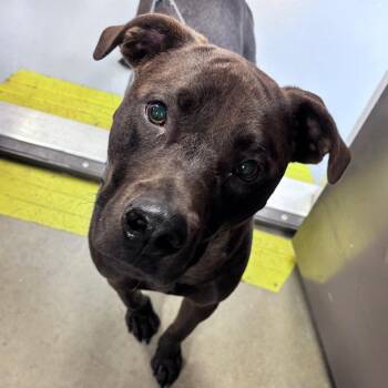 Willie -  Mixed Breed Dog for Adoption in Bismarck, North Dakota - Willie | PetCurious