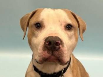 Pit Bull Terrier and Mixed Breed Dogs Available for Adoption - Sambal | PetCurious