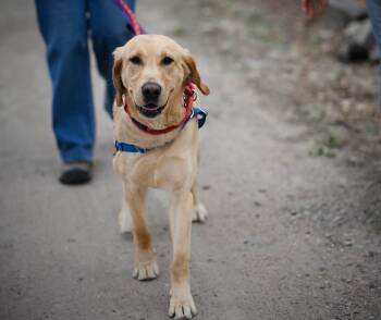 Yellow Labrador Retriever Dogs Available for Adoption in Pueblo, Colorado - Dug | PetCurious
