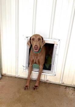 Sadie -  Doberman Pinscher Dog for Adoption in Lagrange, Indiana - Sadie | PetCurious