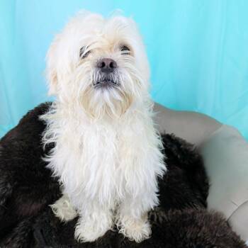 Teddy -  Maltipoo Dog Available for Adoption in Round Rock, Texas - Teddy | PetCurious
