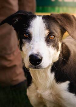 Border Collie Dogs Available for Adoption - Blue  | PetCurious