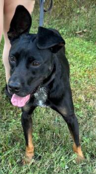 Rescue Mountain Cur and Australian Cattle Dog Blue Heeler Dogs for Adoption in Harrison, Arkansas - Sirius | PetCurious