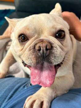 *OPAL -  French Bulldog Dog for Adoption in Woodland, California - *OPAL | PetCurious