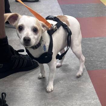 Dachshund and Chihuahua Dogs Available for Adoption in Philadelphia, Pennsylvania - Rollo | PetCurious