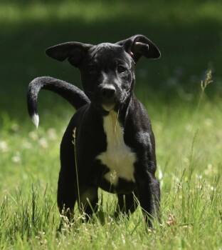 River -  German Shepherd Dog and Labrador Retriever Dog for Adoption in Mechanicsburg, Pennsylvania - River | PetCurious