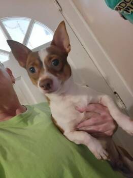 Bone -  Chihuahua Dog for Adoption in Pottstown, Pennsylvania - Bone | PetCurious