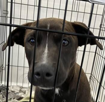 Horton -  Mixed Breed Dog for Adoption in Parma, Ohio - Horton | PetCurious
