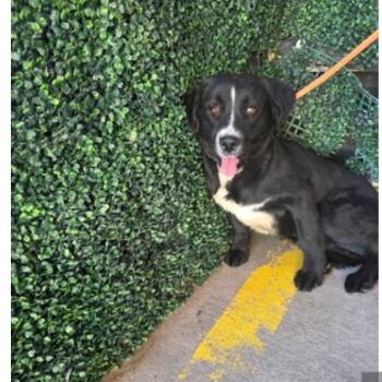 Mixed Breed Dogs Available for Adoption in Tacoma, Washington - Ash | PetCurious