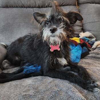 Cairn Terrier and Terrier Dogs Available for Adoption - Ivy | PetCurious