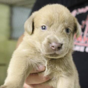 Chai -  Mixed Breed Dog for Adoption in Valley, Alabama - Chai | PetCurious
