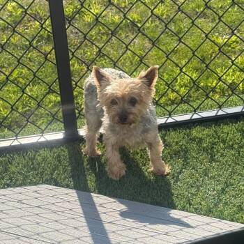 Yorkshire Terrier Dogs Available for Adoption in Zionsville, Indiana - Regan | PetCurious