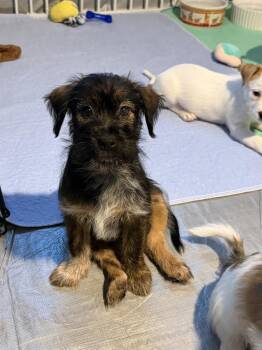 SHAMU -  Terrier Dog for Adoption in Broomfield, Colorado - SHAMU | PetCurious