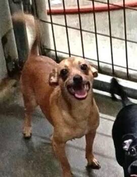 Larry -  Chihuahua and Mixed Breed Dog for Adoption in Hobart, Indiana - Larry | PetCurious