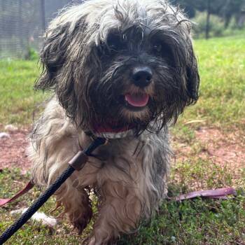 Sega -  Shih Tzu Dog for Adoption in York, Pennsylvania - Sega | PetCurious