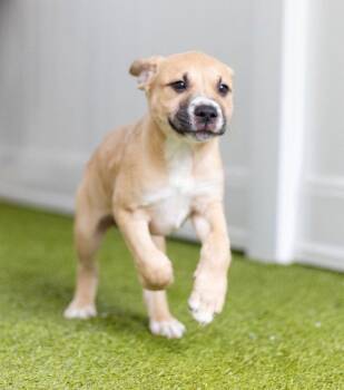 Leah -  Labrador Retriever and Terrier Dog for Adoption in Bloomfield, Connecticut - Leah | PetCurious