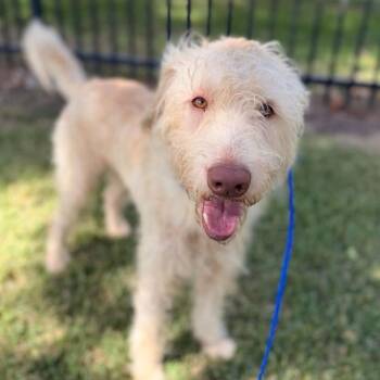 CT Shaggy -  Labradoodle and Mixed Breed Dog for Adoption in Eastford, Connecticut - CT Shaggy | PetCurious