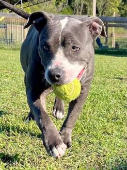 Rescue Mixed Breed Dogs for Adoption in Columbia, Tennessee - Queen | PetCurious