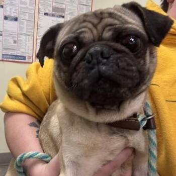 Pug Dogs Available for Adoption - Sparky | PetCurious
