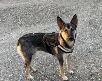 Rescue German Shepherd Dog Dogs for Adoption in Red Bluff, California - Meg | PetCurious