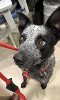 Russell (ID 52689) -  Australian Cattle Dog Blue Heeler Dog for Adoption in Manassas, Virginia - Russell (ID 52689) | PetCurious