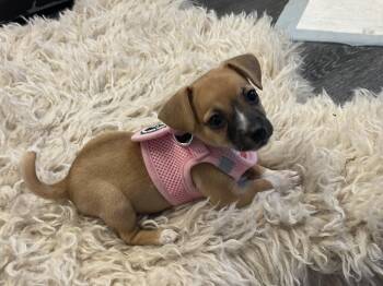 Queenie -  Chihuahua and Dachshund Dog for Adoption in Plainfield, Illinois - Queenie | PetCurious