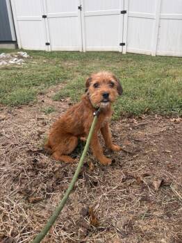 Reagan -  Brussels Griffon and Jack Russell Terrier Dog for Adoption in Saint Charles, Missouri - Reagan | PetCurious