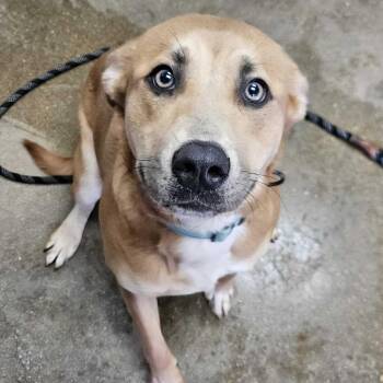 Mixed Breed Dogs Available for Adoption - Felicity K9 | PetCurious
