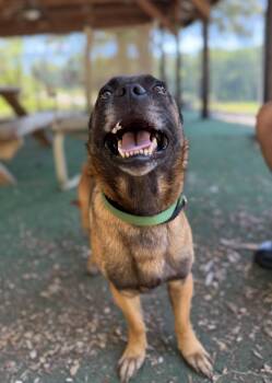 Kyzer -  Belgian Shepherd Malinois and Pug Dog for Adoption in Clarkesville, Georgia - Kyzer | PetCurious