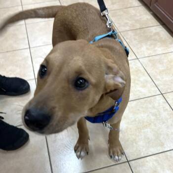 Mixed Breed Dogs Available for Adoption in State College, Pennsylvania - Gobo | PetCurious