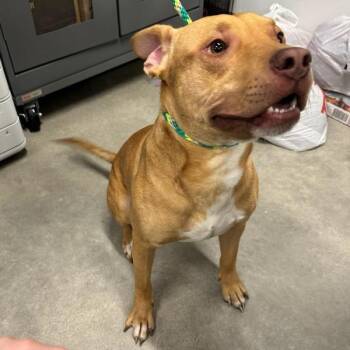 Pit Bull Terrier Dogs Available for Adoption in Des Moines, Iowa - Barty | PetCurious