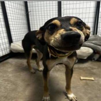 Big Cowboy -  Shepherd and Mixed Breed Dog for Adoption in San Antonio, Texas - Big Cowboy | PetCurious