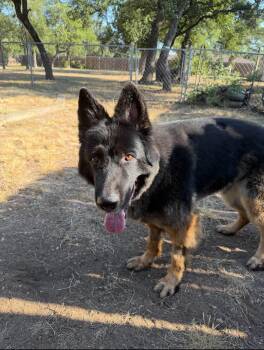 Drago -  German Shepherd Dog Dog for Adoption in Brookfield, Connecticut - Drago | PetCurious
