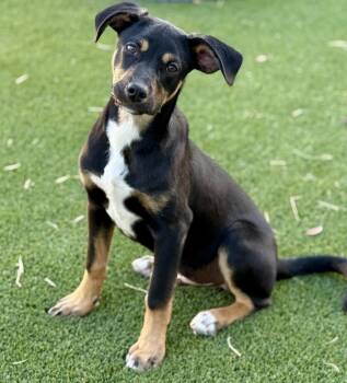 Oakley -  Labrador Retriever and Rottweiler Dog for Adoption in Hondo, Texas - Oakley | PetCurious