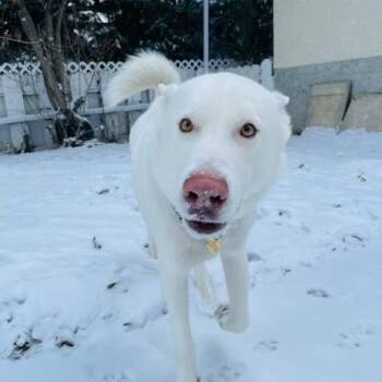 Rescue White German Shepherd and Husky Dogs for Adoption in San Rafael, California - Fin | PetCurious