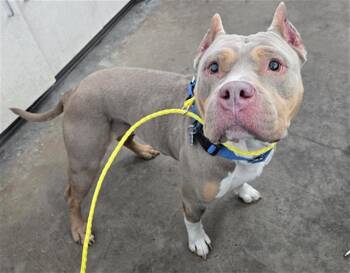 Mixed Breed Dogs Available for Adoption in Dallas, Texas - ROXIE | PetCurious