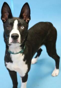 Siberian Husky and Border Collie Dogs Available for Adoption in Bowling Green, Kentucky - Hercules~HOUSEBROKEN! | PetCurious