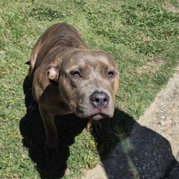 Pit Bull Terrier Dogs Available for Adoption in Montgomery, Alabama - Lyric | PetCurious