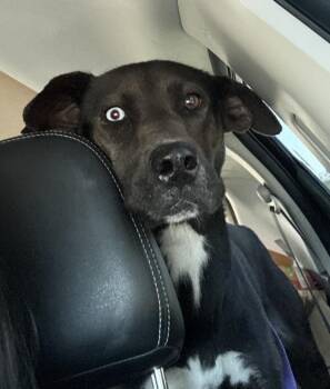 Catahoula Leopard Dog Dogs Available for Adoption in Washington, District Of Columbia - Poppy | PetCurious