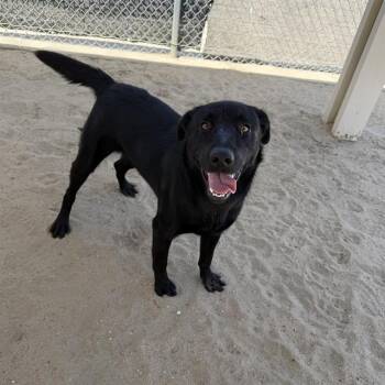 BROCK -  Labrador Retriever and German Shepherd Dog Dog for Adoption in Thousand Palms, California - BROCK | PetCurious