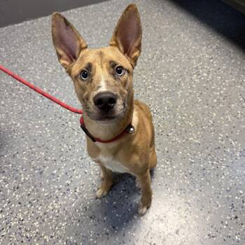 TUSC-Stray-84694 -  Shepherd and Catahoula Leopard Dog Dog for Adoption in Tuscaloosa, Alabama - TUSC-Stray-84694 | PetCurious