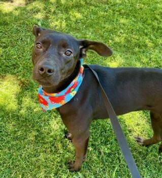 RAVEN -  Pit Bull Terrier Dog for Adoption in Tulsa, Oklahoma - RAVEN | PetCurious