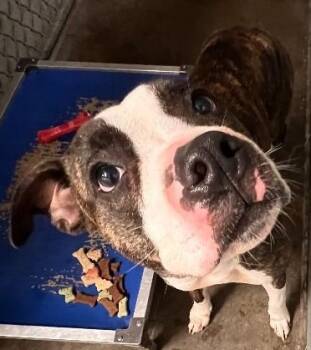Rescue Pit Bull Terrier and Mixed Breed Dogs for Adoption in Saint Clairsville, Ohio - Jimmy | PetCurious