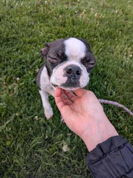 Skipy -  Boston Terrier Dog Available for Adoption in Vaudreuil-dorion, Quebec - Skipy | PetCurious