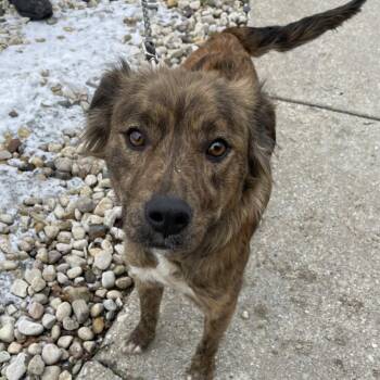 Maggie -  Mixed Breed Dog for Adoption in Riverwoods, Illinois - Maggie | PetCurious