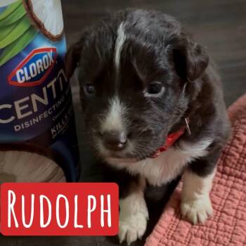 Australian Shepherd Dogs Available for Adoption - RUDOLPH | PetCurious