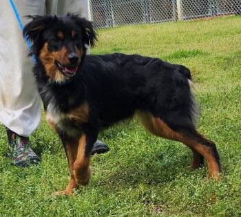 Australian Shepherd Dogs Available for Adoption - 260345  Val | PetCurious