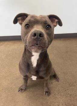 Rescue Mixed Breed Dogs for Adoption in Mishawaka, Indiana - Operation Dreamboat | PetCurious